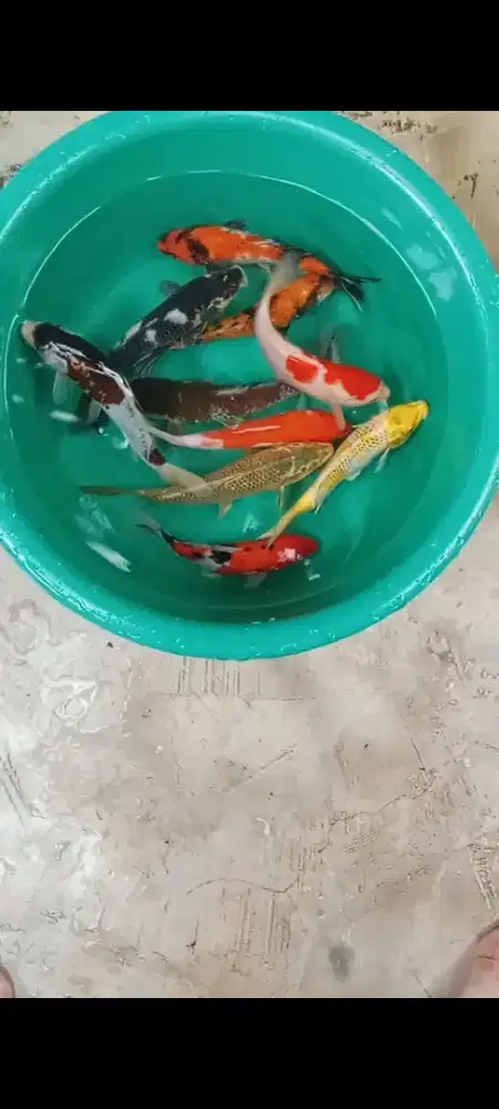 Koi mix  an 10 ekor