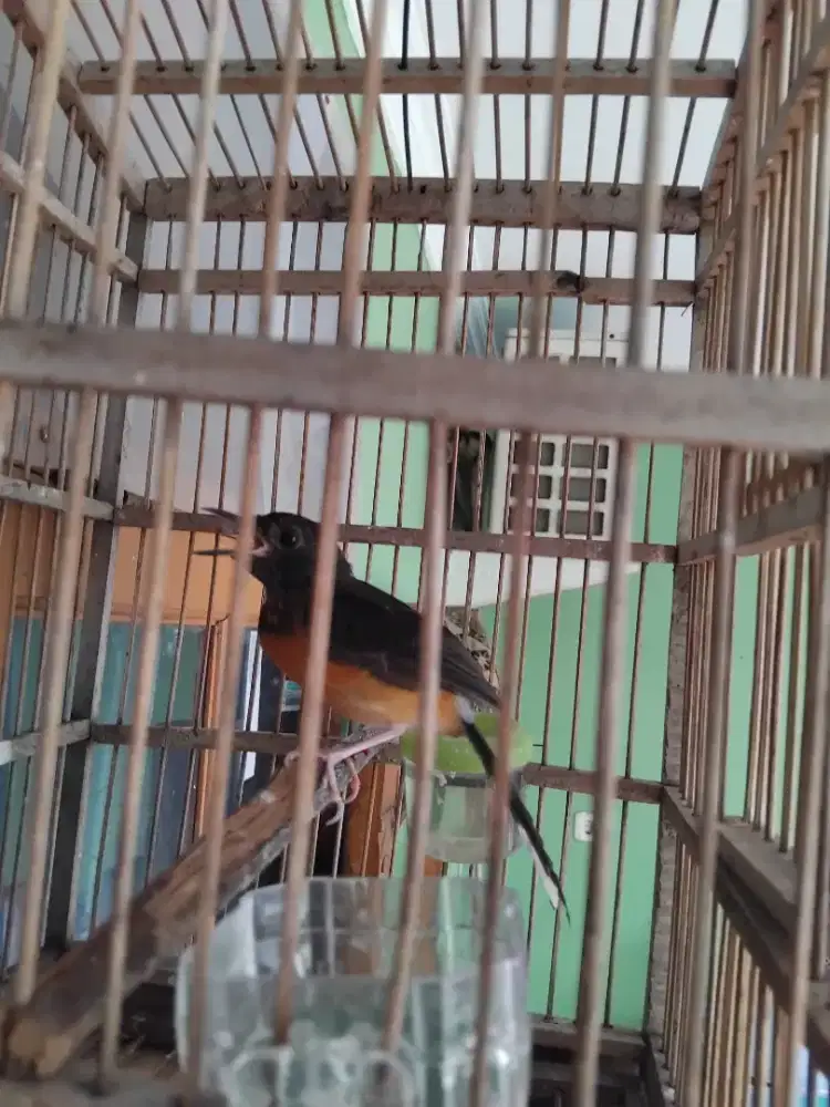 Murai trotol betina fighter