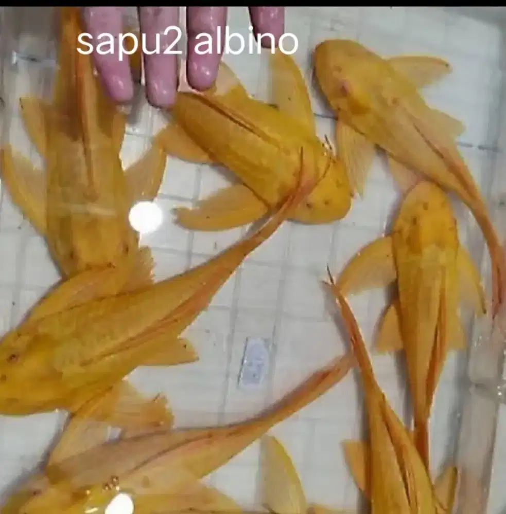 Paket sapu sapu albino big size. MURMER deh