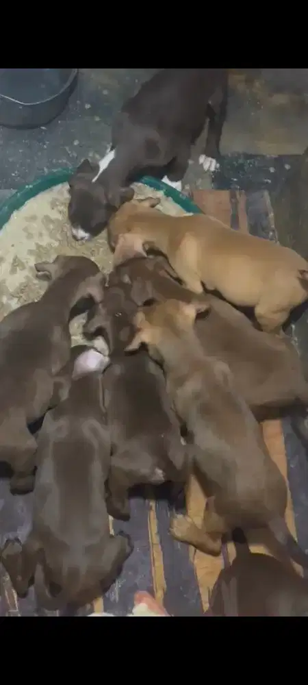 Anjing Pitbul Sudah Makan