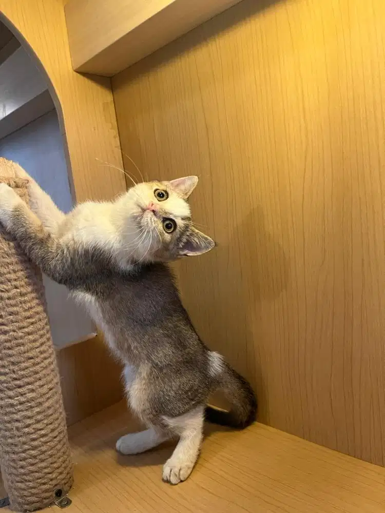 Kucing BSH Jantan