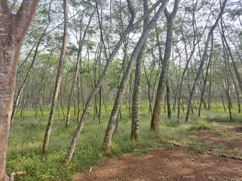 Dijual Tanah Cocok Untuk Perumahan Luas 2.5 Ha SHM , Lokasi di Cikupa