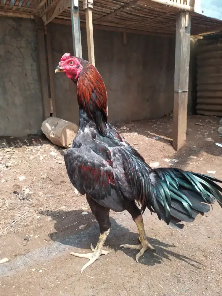 Ayam bangkok pakoy trah jawara