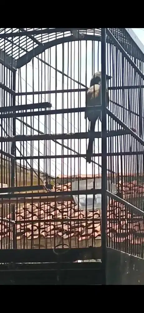 Pentet / cendet gacor ddor suara variasi enak