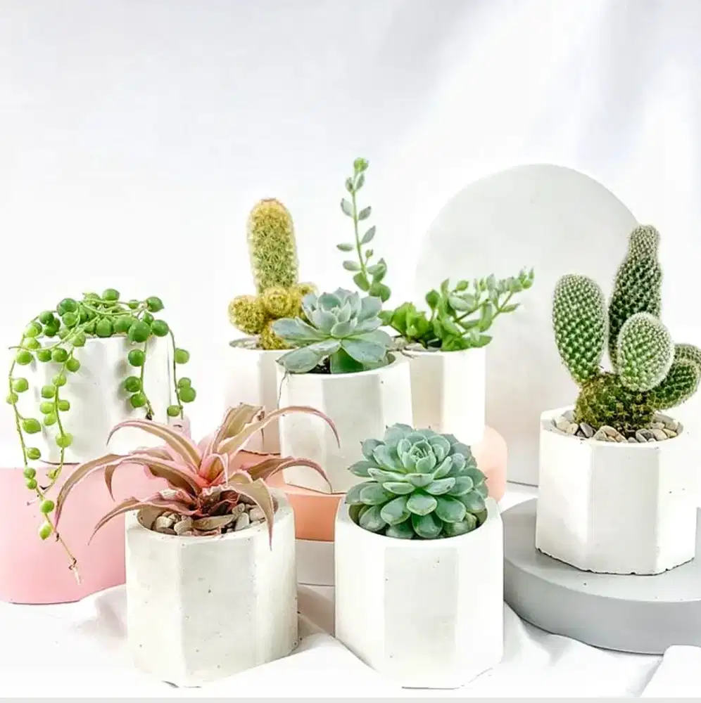 POT SEMEN MINI HEXAGONAL POLOS EGIYU07, POT SUKULEN KAKTUS, POT LILIN