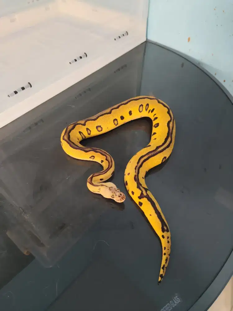 CLOWN LEOPARD PASTEL FEMALE