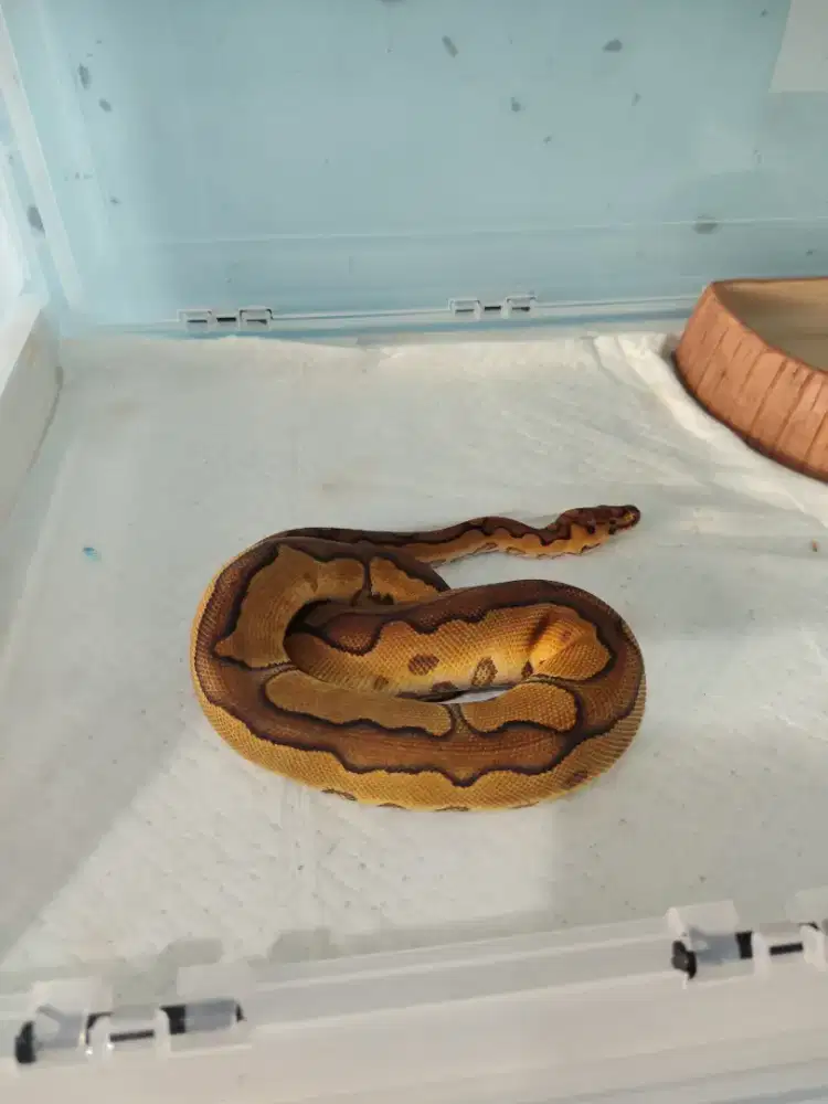 ENCHI CINNAMON CLOWN FEMALE