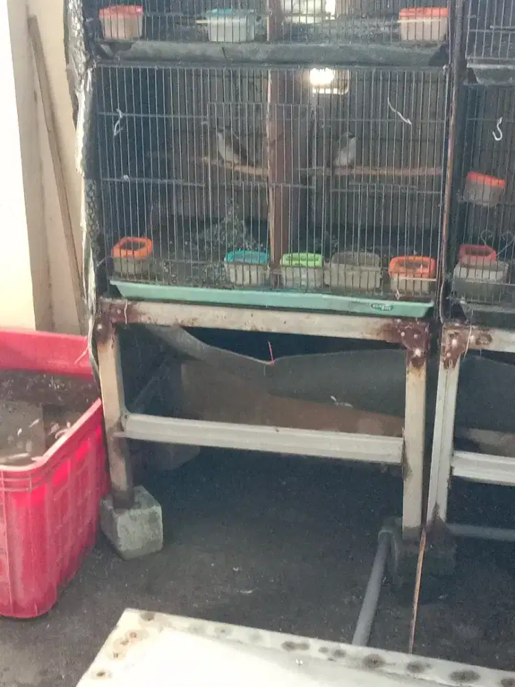 Burung trucukan