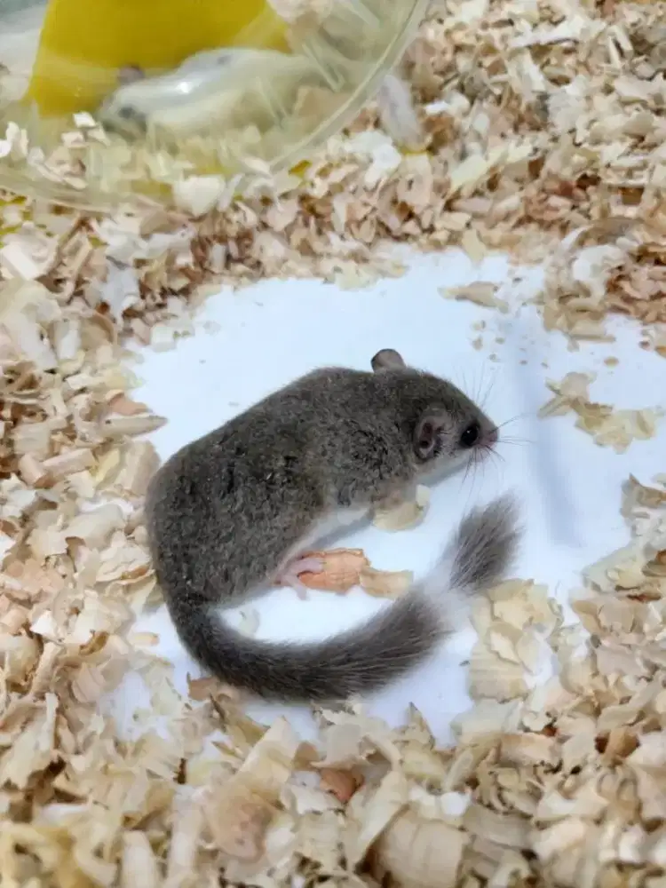 Dijual Dormice/Tikus Tidur Jinak & Sehat - Hewan Peliharaan Eksotis