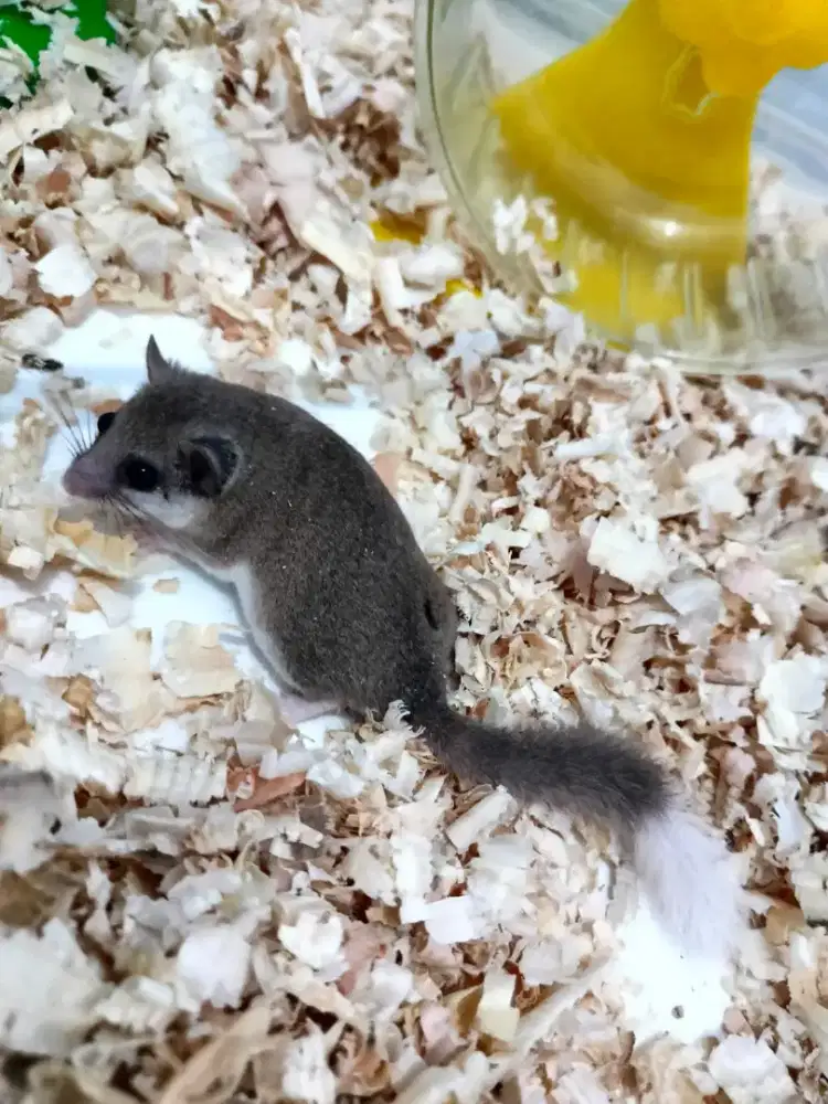 Dijual Dormice / Tikus Tidur Jinak & Sehat - Hewan Peliharaan Eksotis