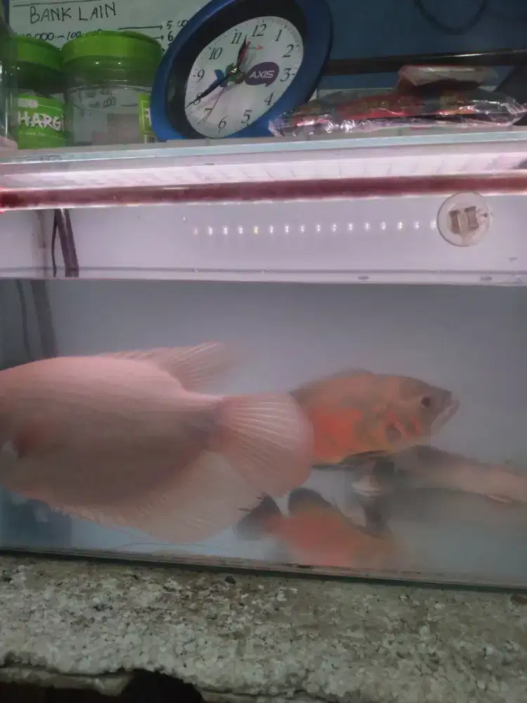 Ikan Oskar besar