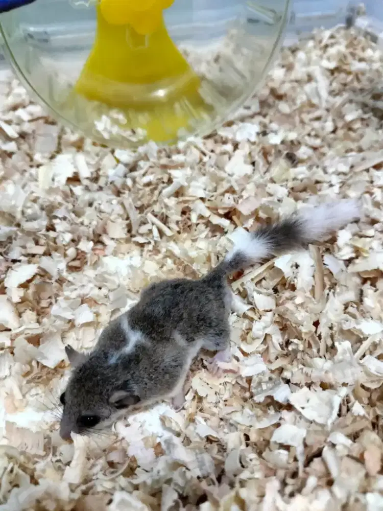 Dijual Dormice / Tikus Tidur Jinak & Sehat - Hewan Peliharaan Eksotis