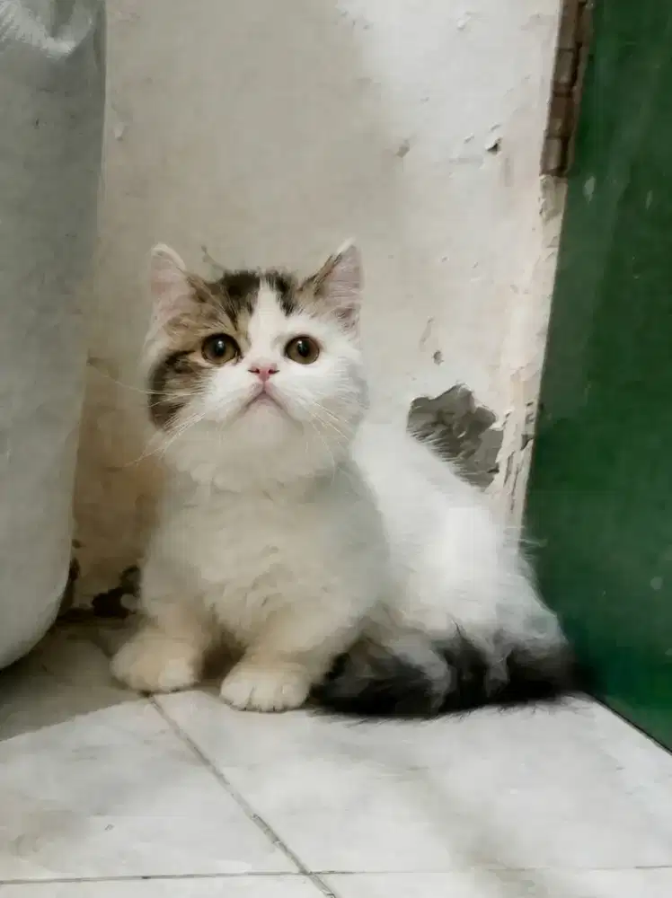 Munchkin minuet (cebol pesek) betina