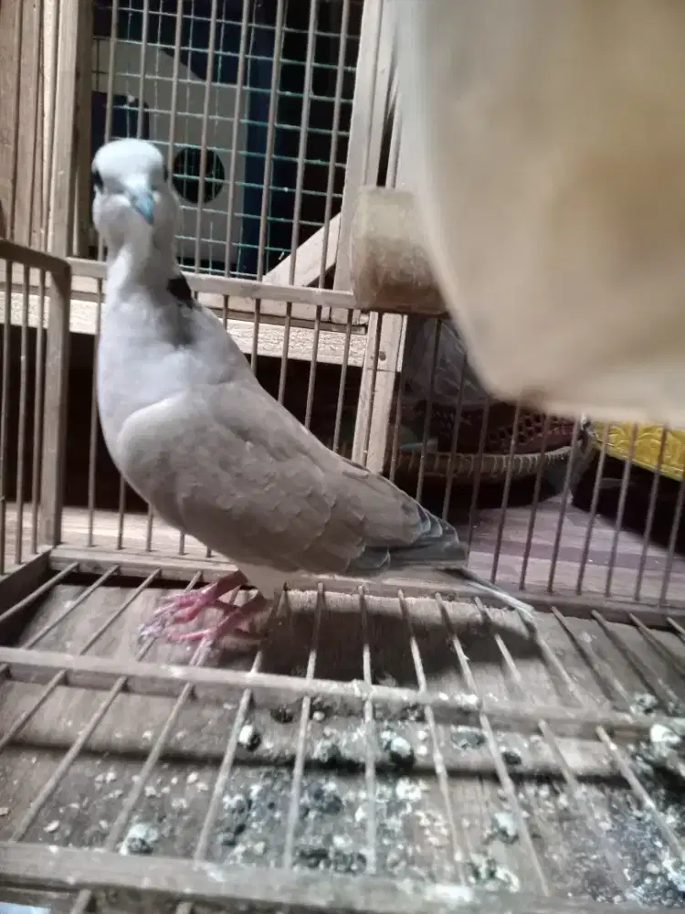 Burung puter bunyi