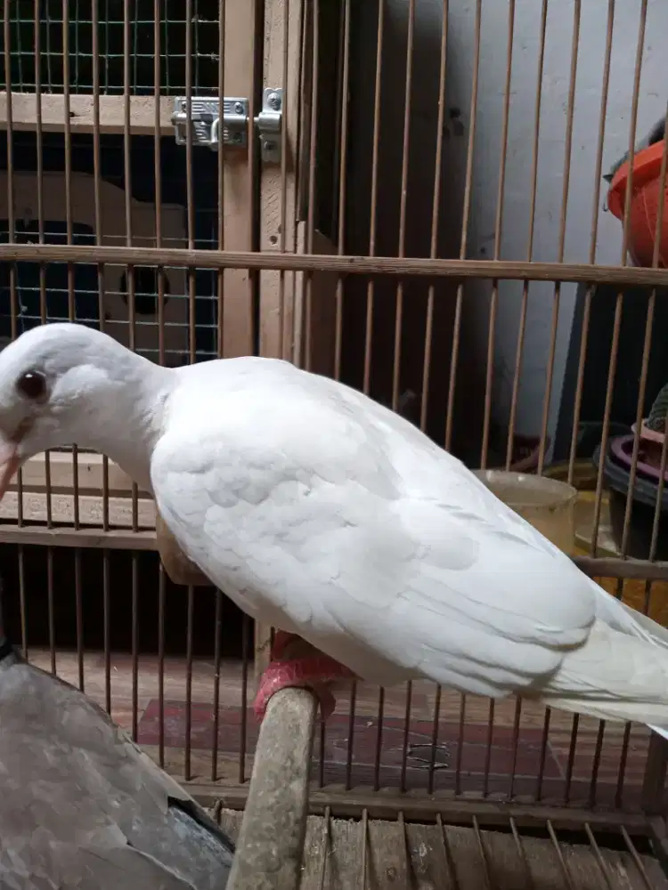 Burung puter bunyi
