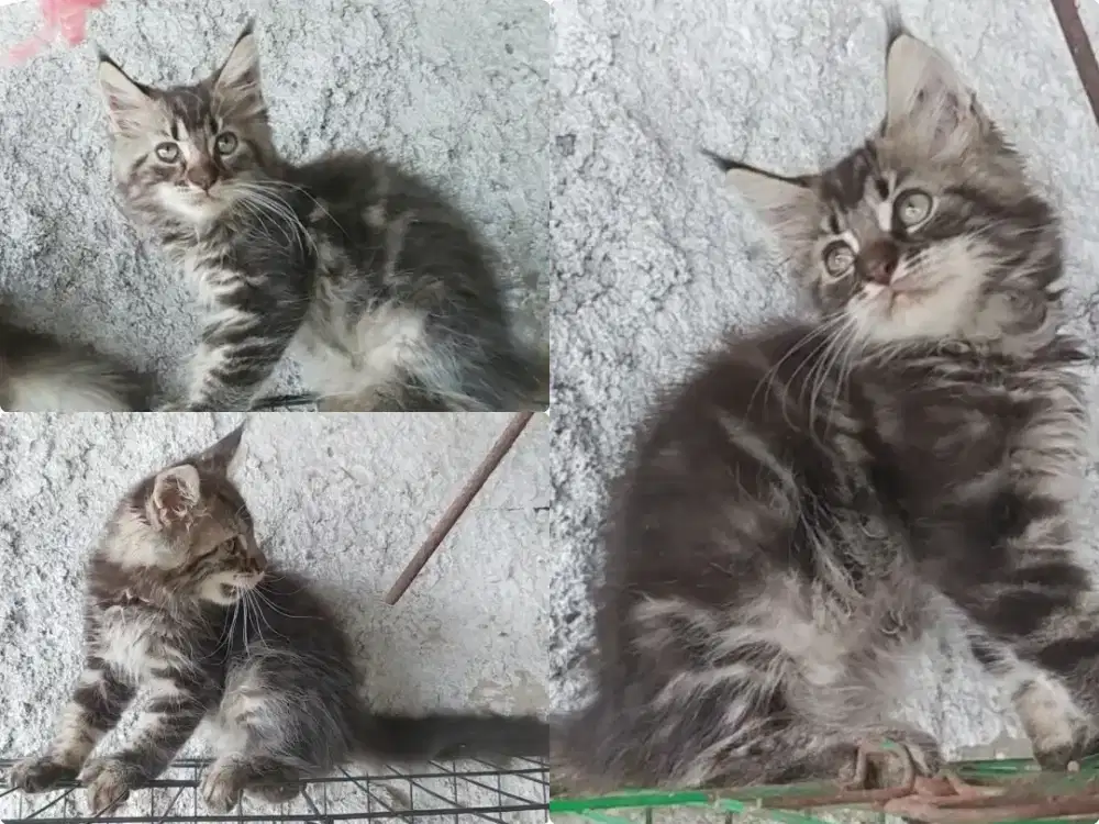 Kucing kitten Mainecoon pure nonped 3 bulan mantap