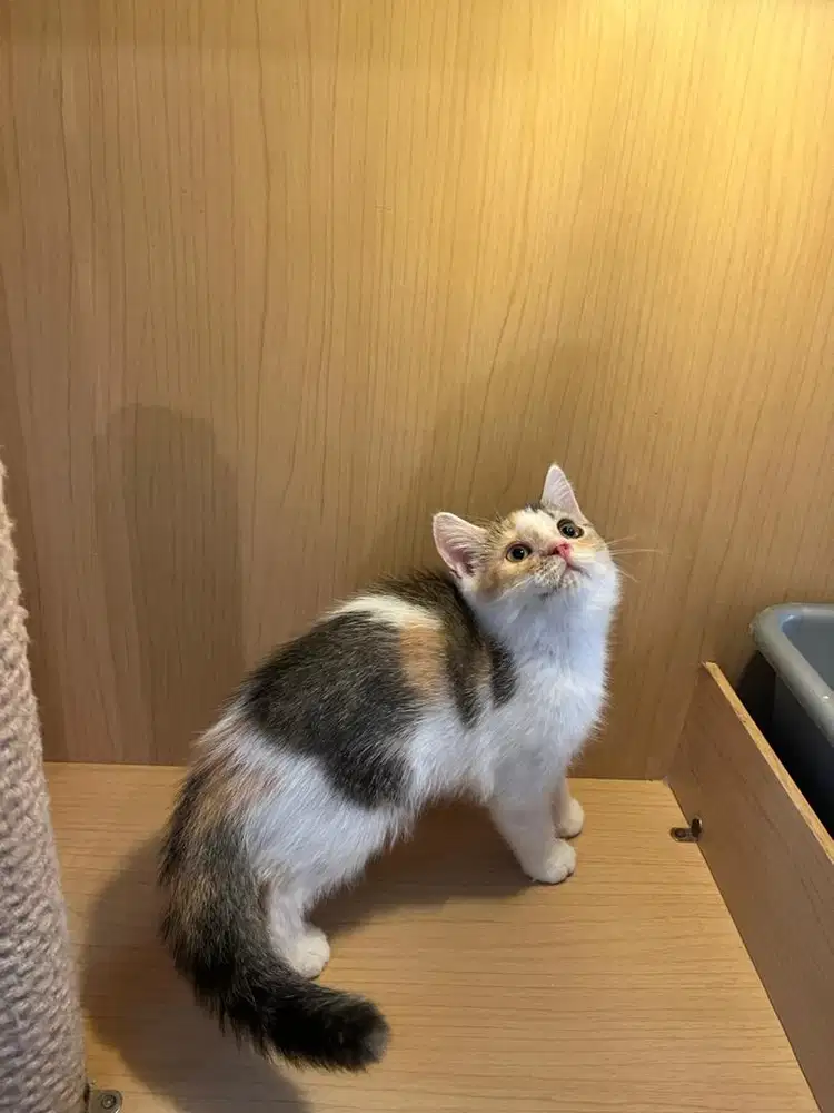 BSH Calico Betina