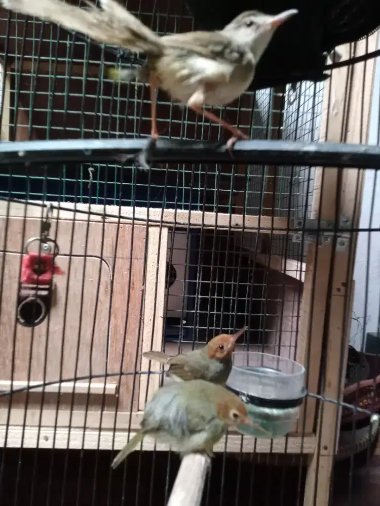 Burung prenjak atas dan ciwah