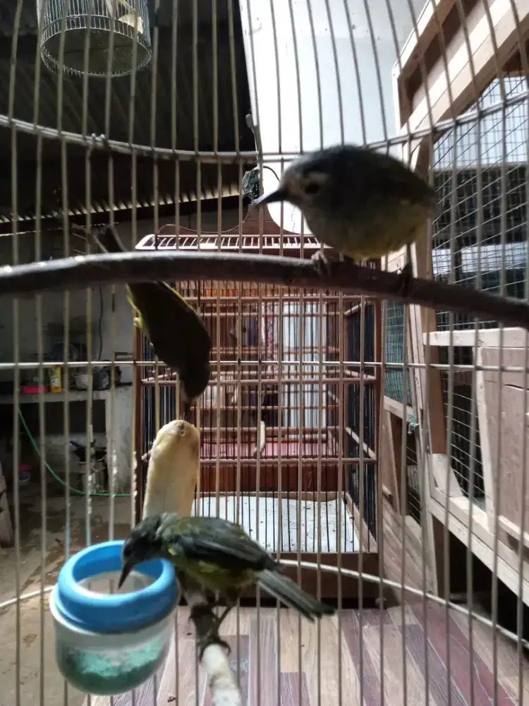 Burung opyor jawa