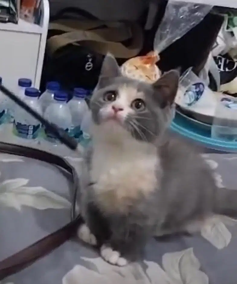 Kucing munchkin bsh british shorthair british short hair