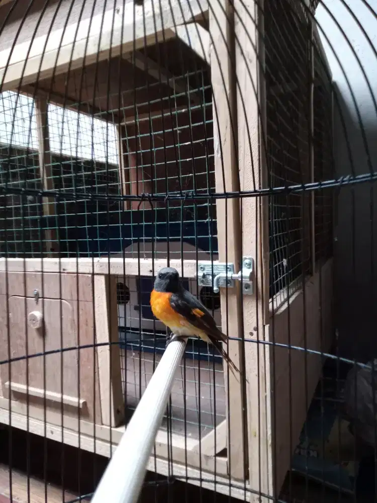 Burung mantenan mini