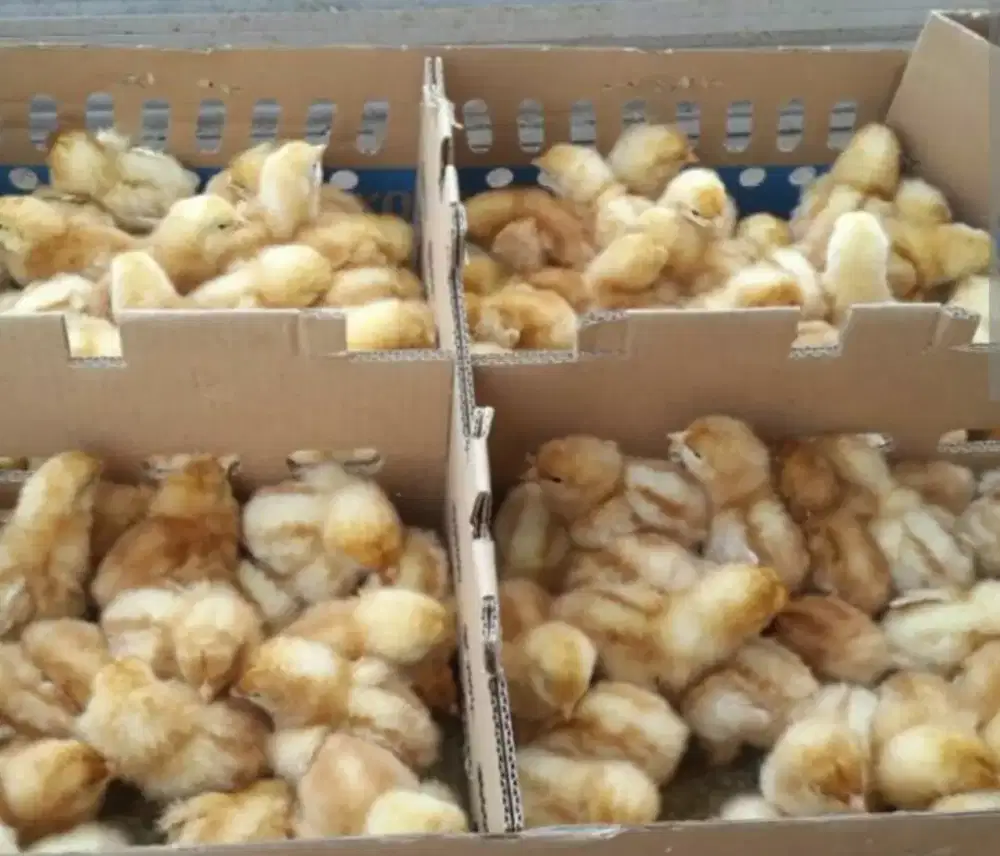Bibit doc ayam petelur