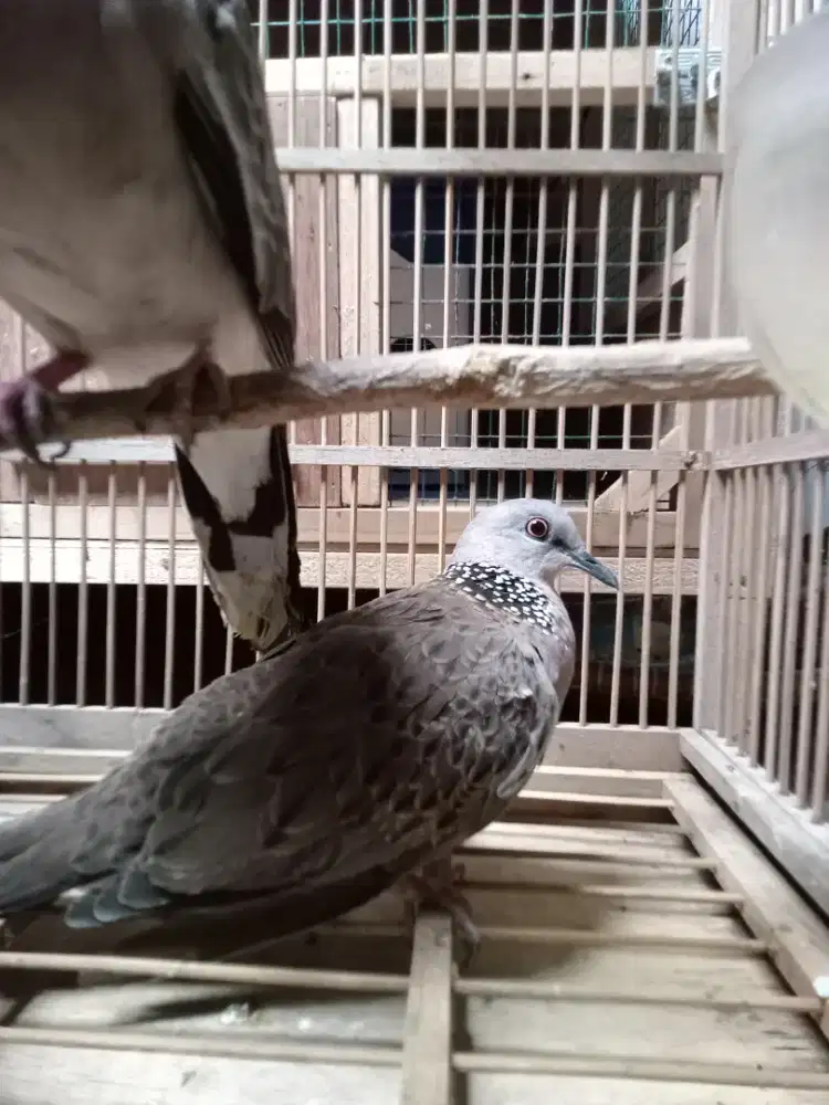 Burung dekukur dua ekor