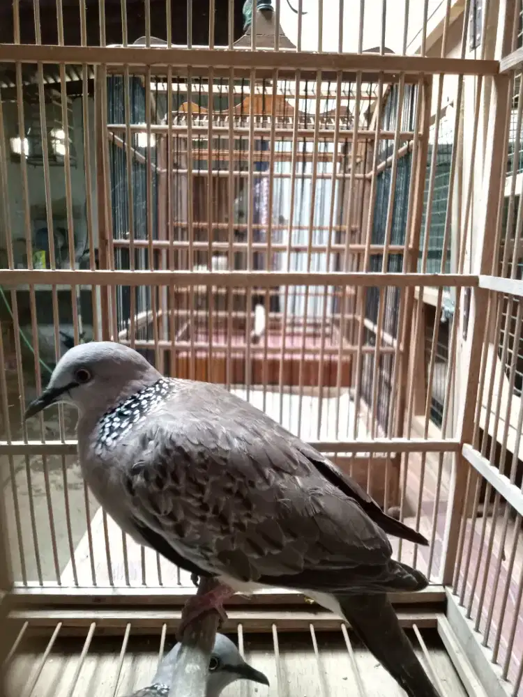Burung dekukur mulus
