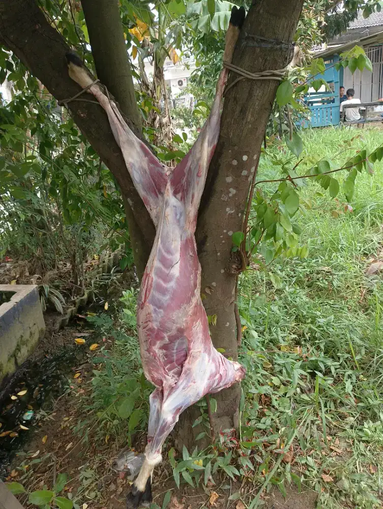 Menjual karkas kambing