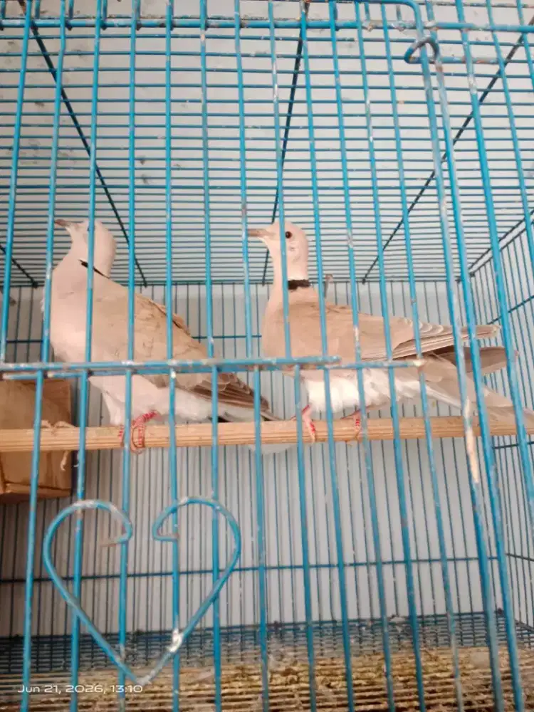 Burung Puter Pelung sepasang