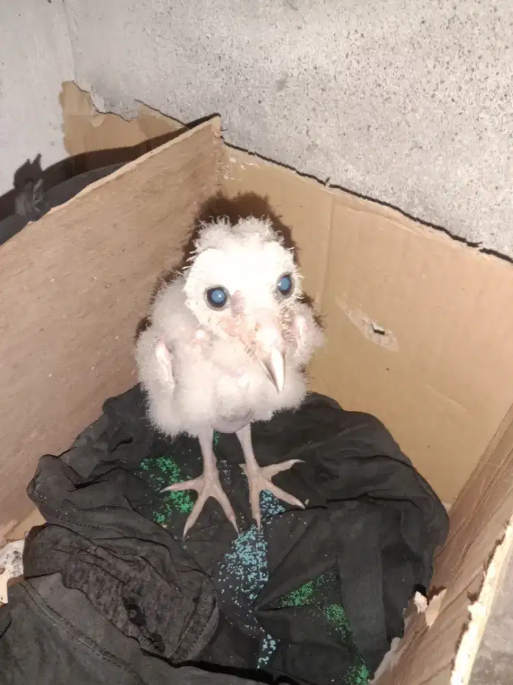 Dijual Anakan burung lolohan