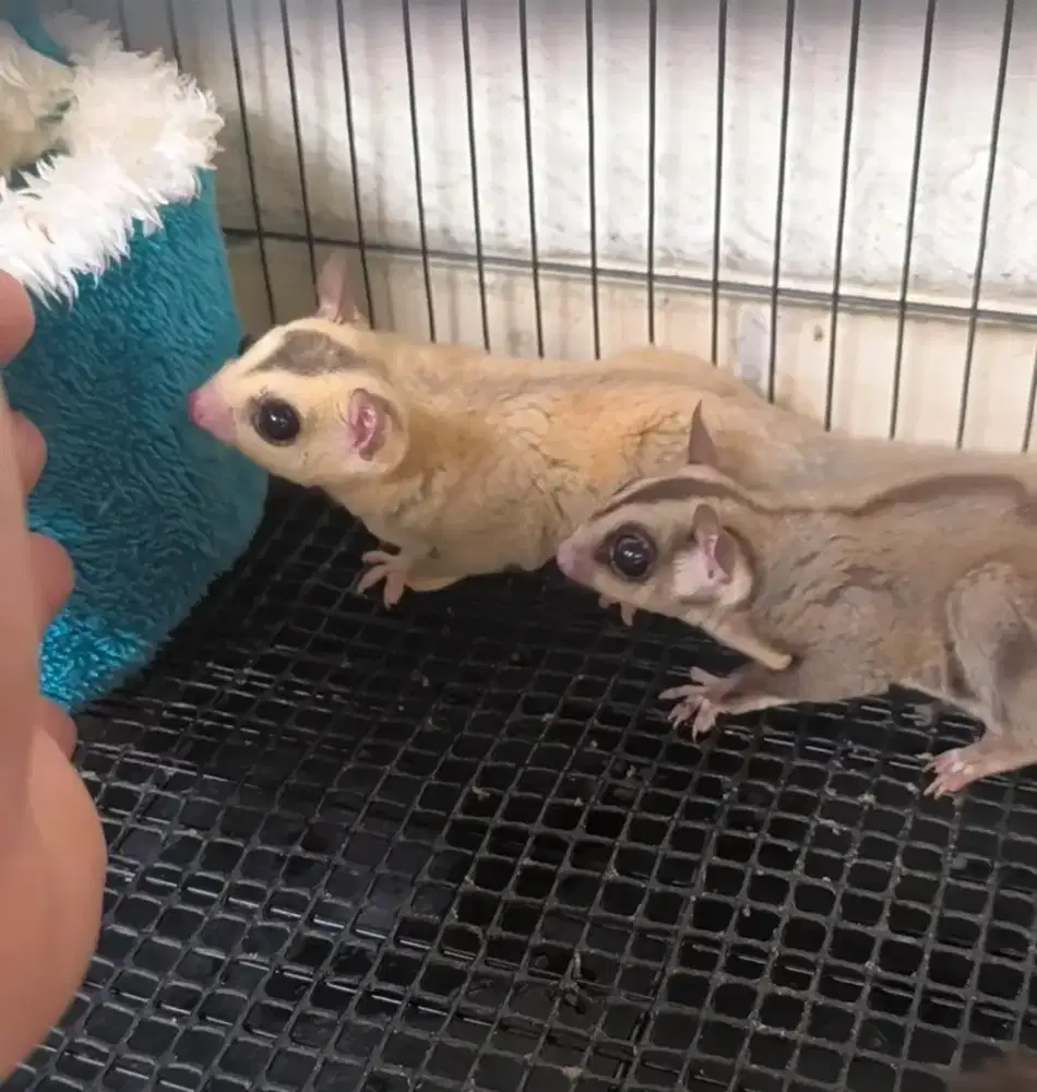 Sugar glider sepasang Proven 2X
