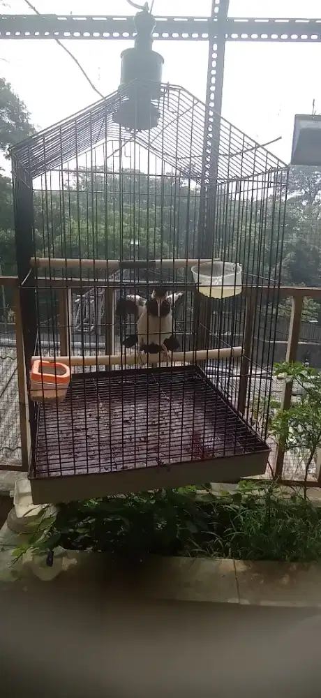 Jalak suren dor