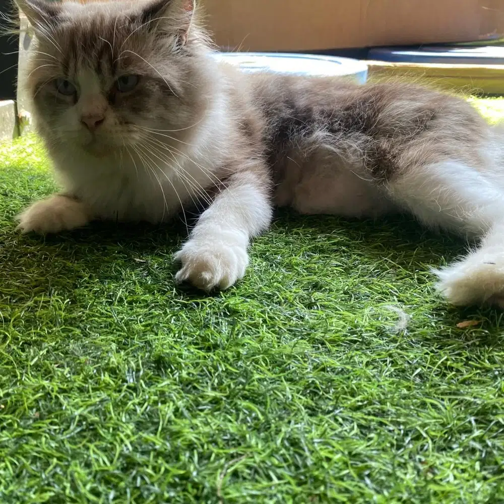 Kucing ragdoll lynx