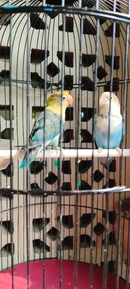 Lovebird PB dan Blue