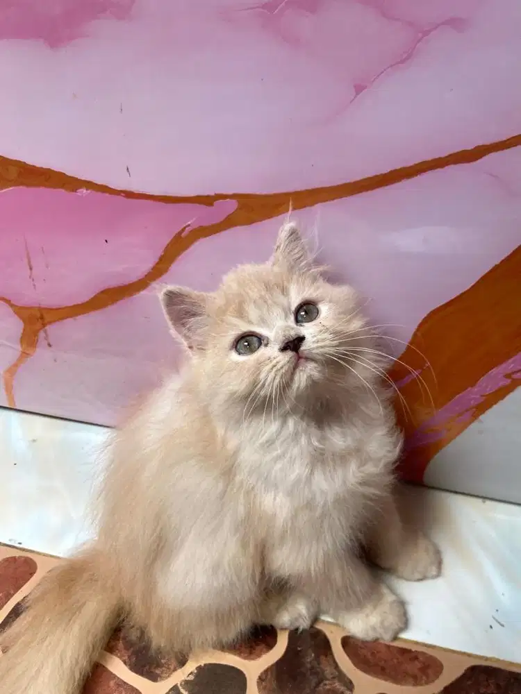 Kitten persia jantan