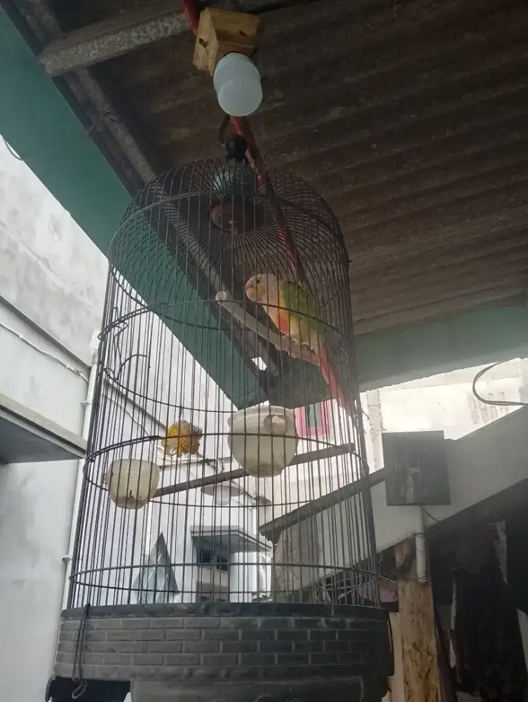 Burung pineapple connure