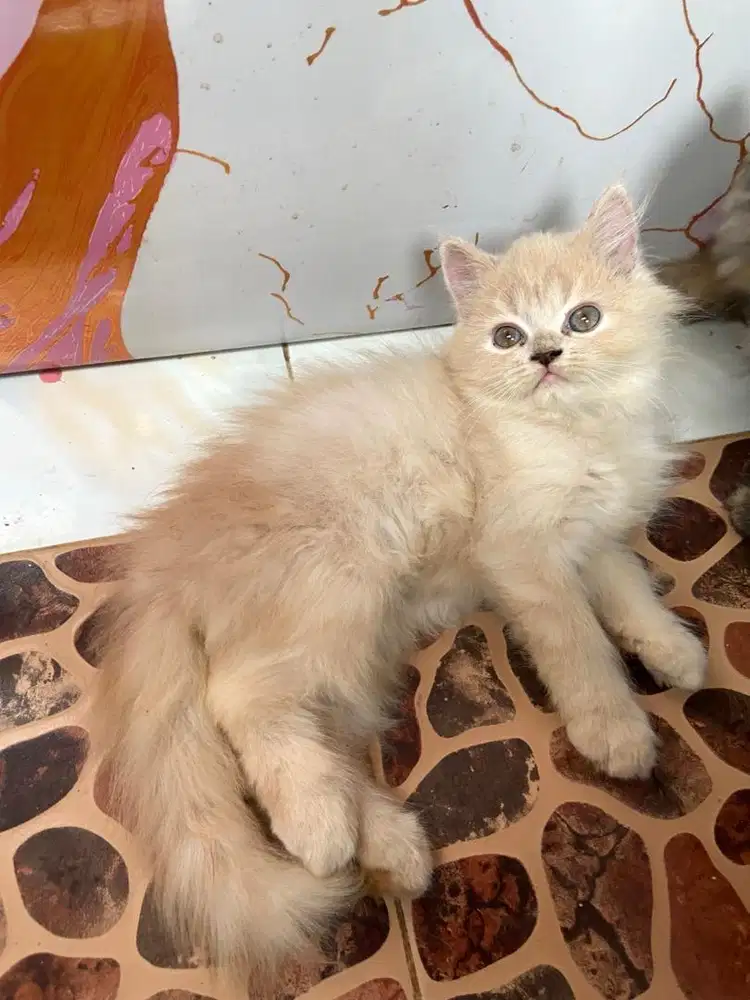 Kitten persia jantan flatnose