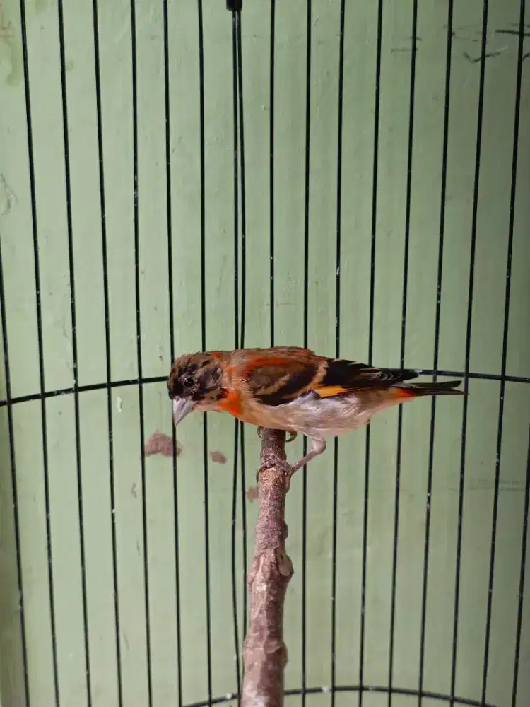 red siskin klasik trotol jantan