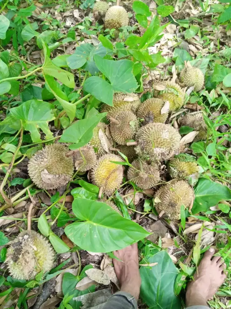 Butuh yang urus dan rawat kebun durian,bagi hasil,lanjut setelah musim