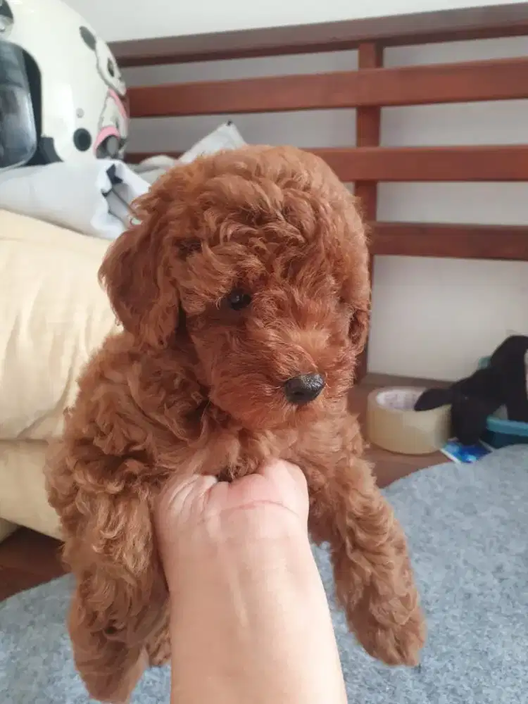 Anjing puppy poodle