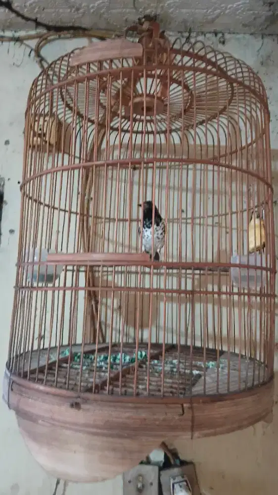 Burung anis kembang jantan ring.