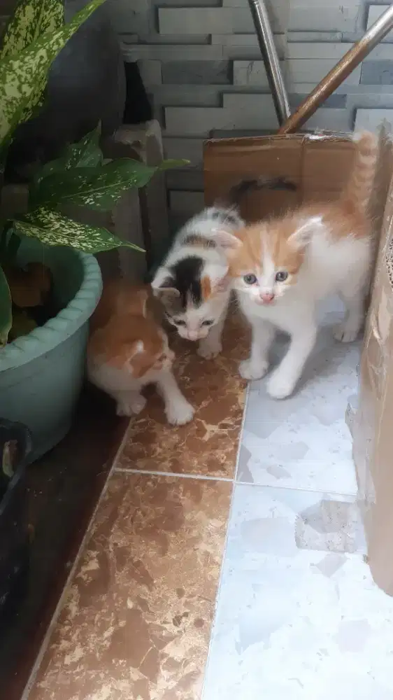Kitten Persia mix dom