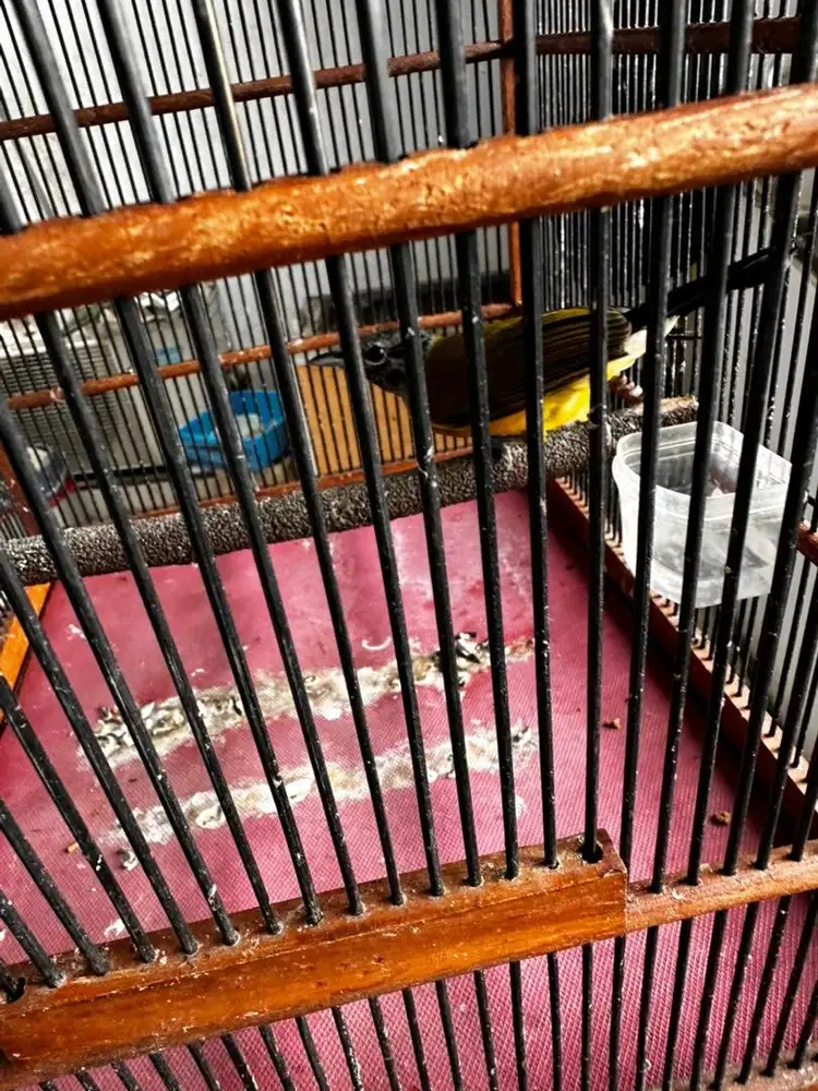 Burung Samyong Nopeng