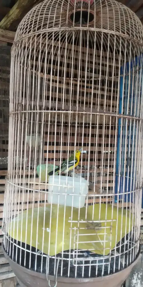 Dijual burung Sirpu jantan