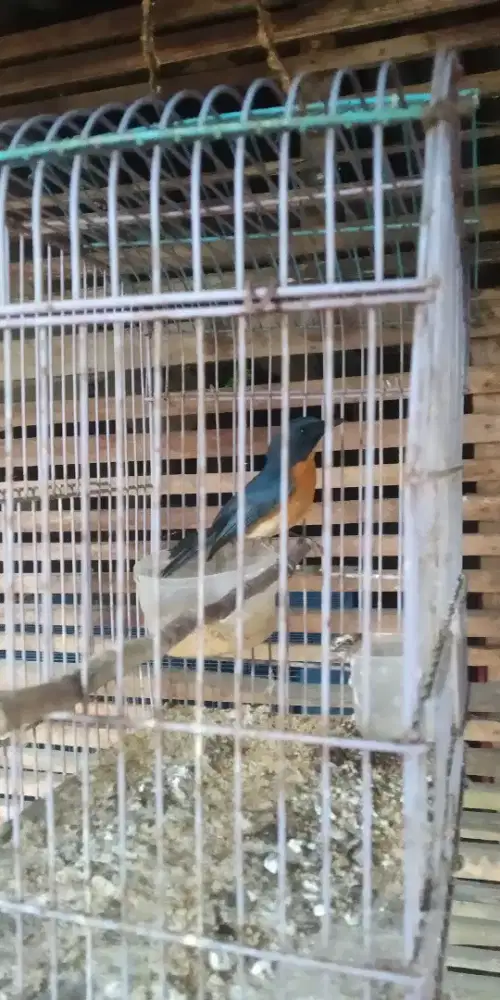 Dijual burung tledakan jantan sudah mulai bunyi