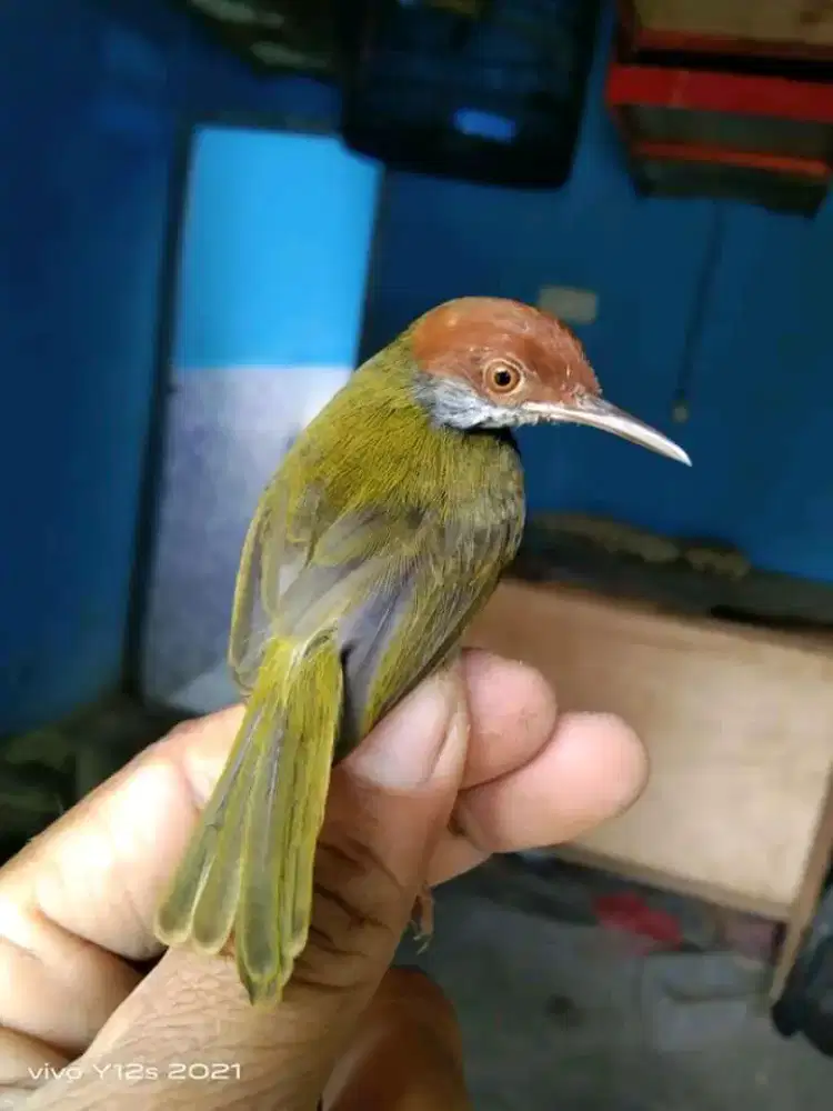 Dijual burung prejak Lumut Spasang