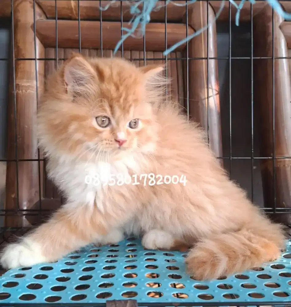 kucing persia jantan /kitten.persia jantan