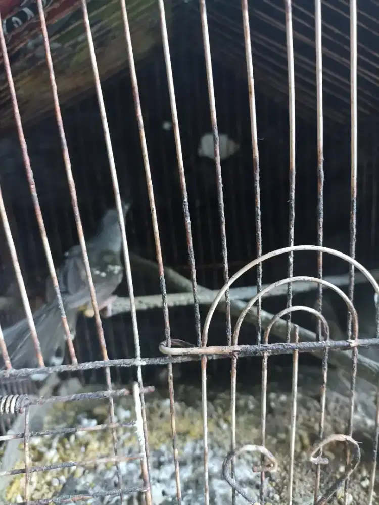 Dijual burung Ciblek batik jantan