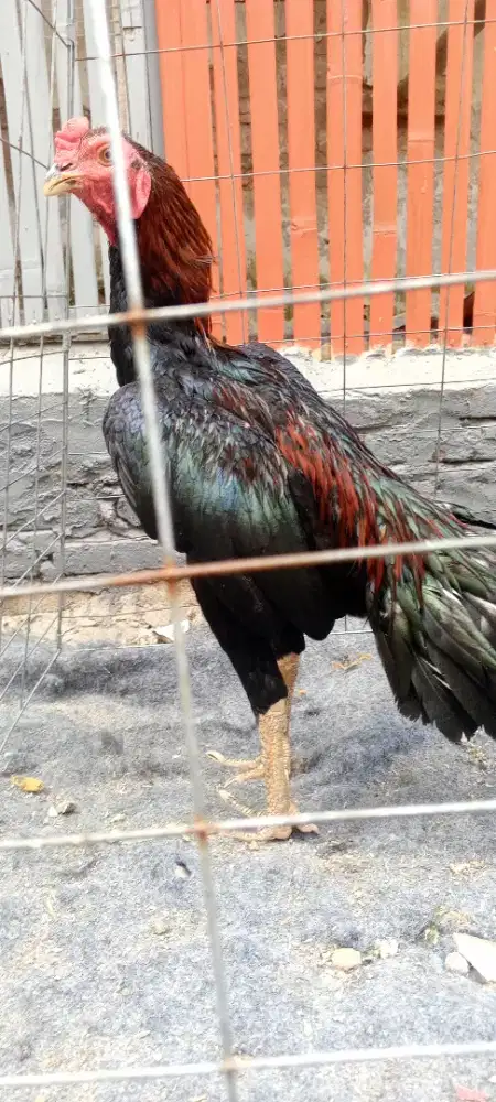 Ayam Bangkok x mangon